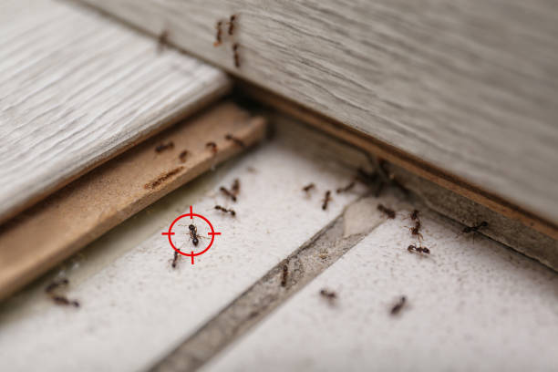 Best Mosquito Control Services  in Ozark, AL