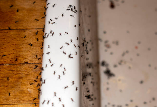 Insect Control in Ozark, AL